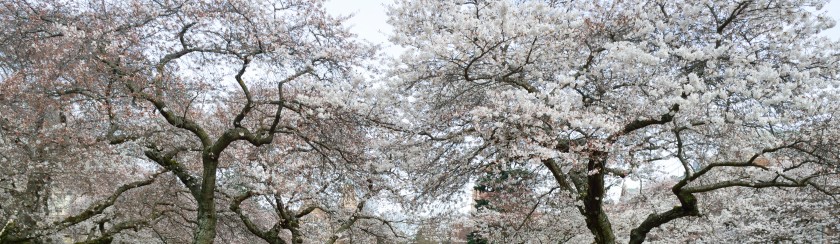 CherryBlossoms_4